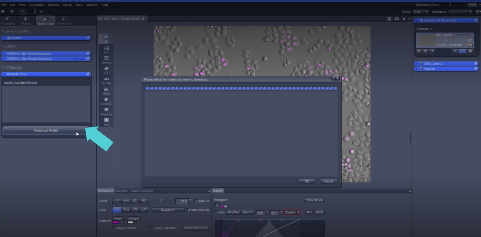 ZEN window with AI Model Store panel and Download Models button highlighted by a blue arrow over a cell image