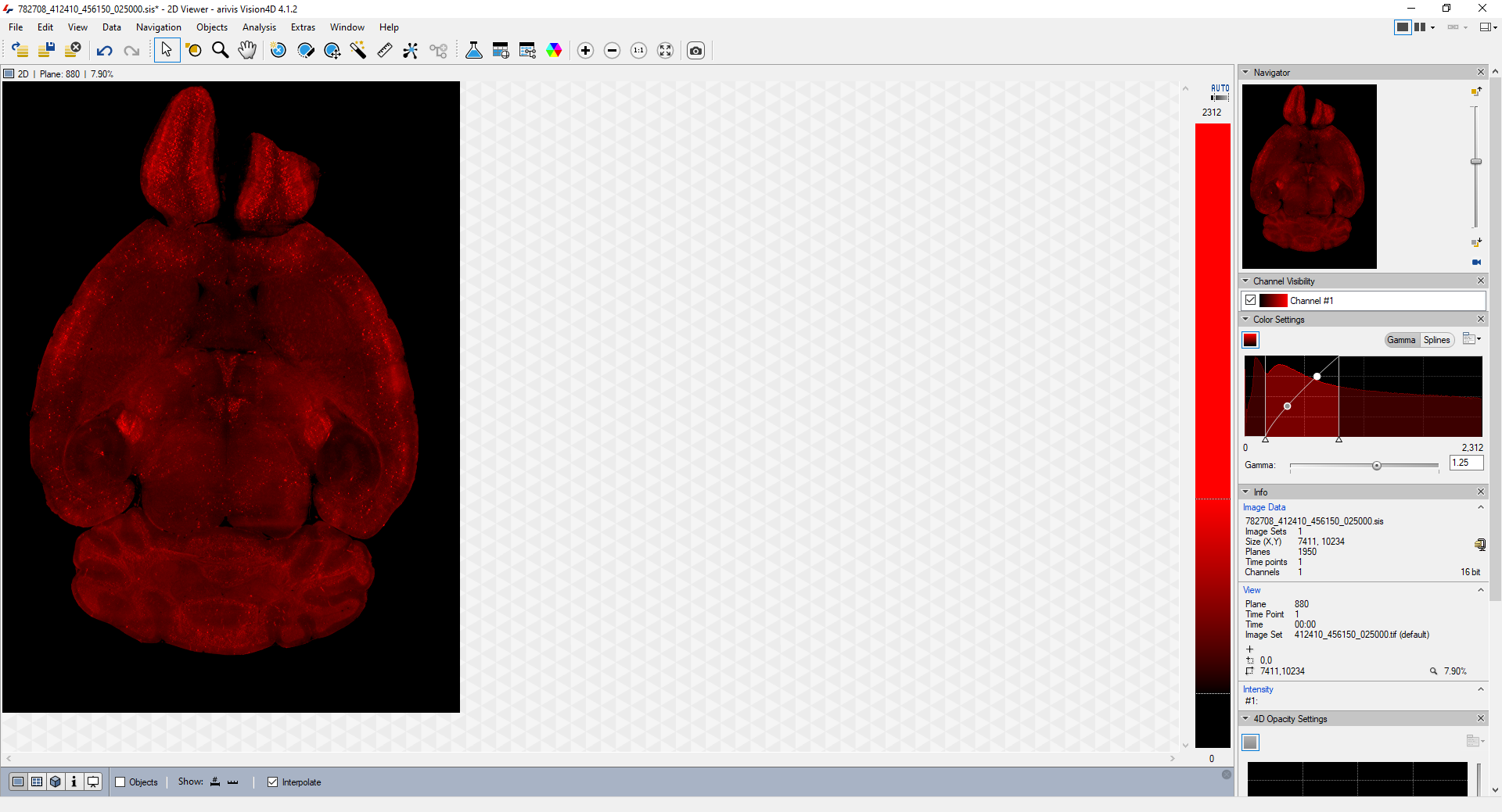 arivis Vision4D window showing red brain slice image on black background with software side panels