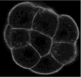 grayscale multi-lobed circular object with bright rim and speckled interior on black background