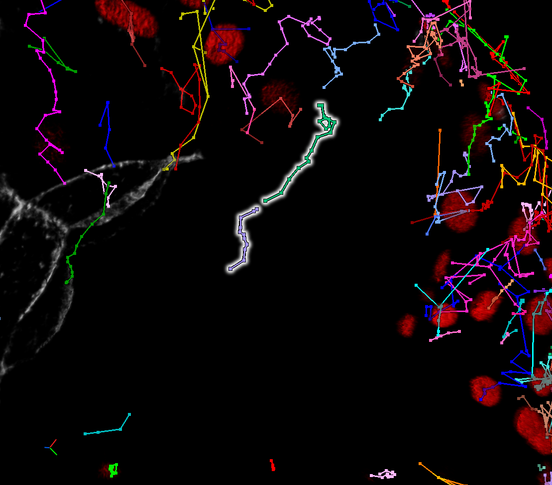 Image view with multicolored tracking paths over black background and red round spots, central highlighted track