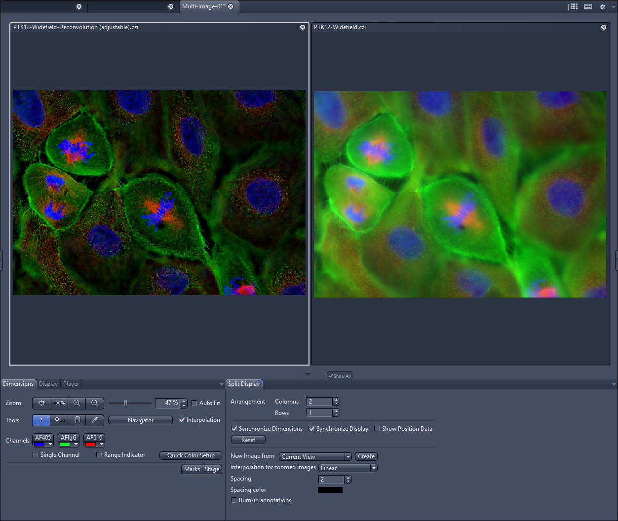 Side-by-side panels labeled PTK12-Widefield-Deconvolution (adjustable).czi and PTK12-Widefield.czi showing multicolor images