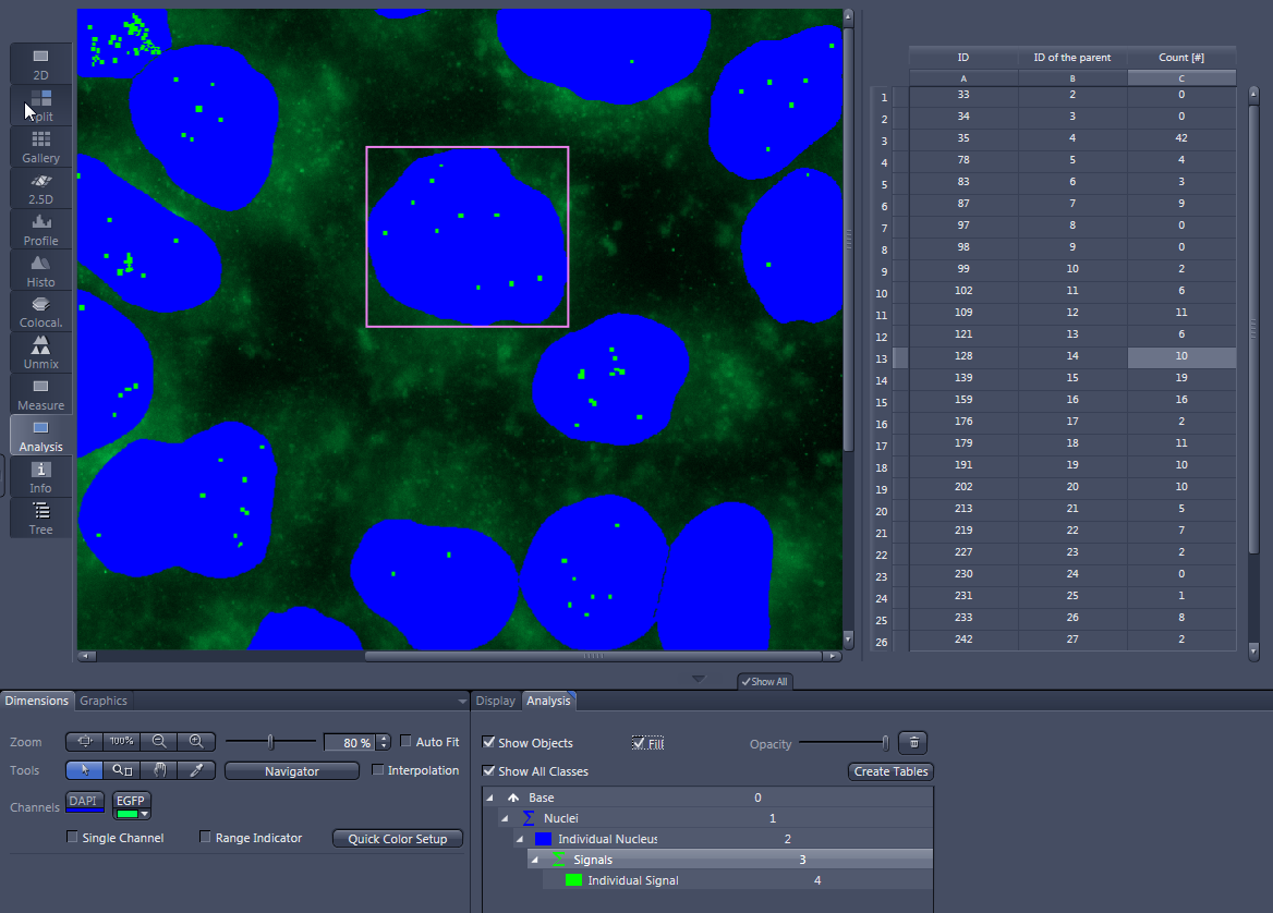 Analysis view showing blue segmented nuclei with green signals and a right-side table of IDs and signal counts