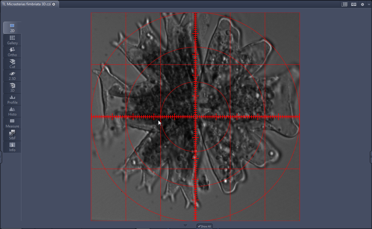 Grayscale microscopic image titled TL Micrasterias fimbriata 3D.czi overlaid with a red square grid and concentric circles