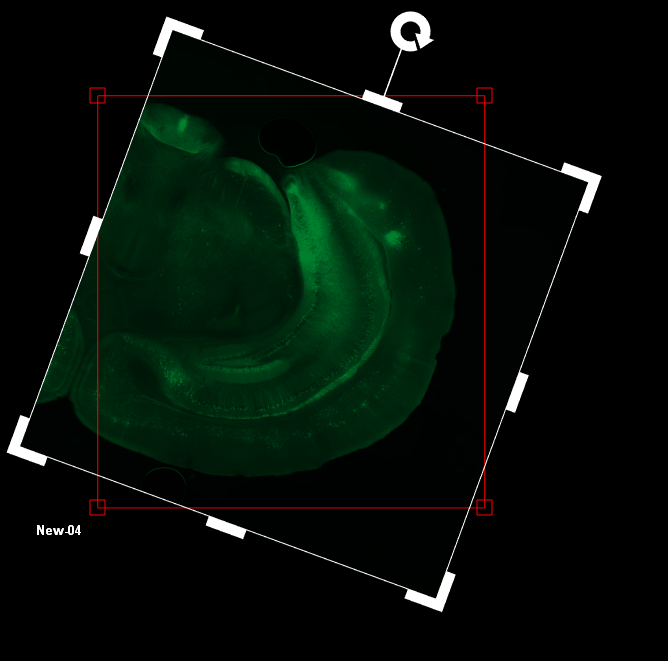 Tilted white frame with green fluorescent section, red rectangle, corner handles, rotation icon and label New.04