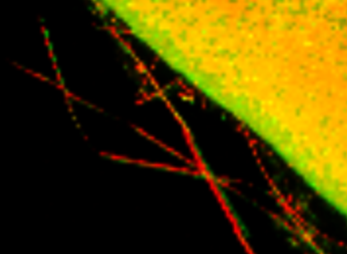 Image of red dotted filaments crossing a black area next to a green-yellow textured region