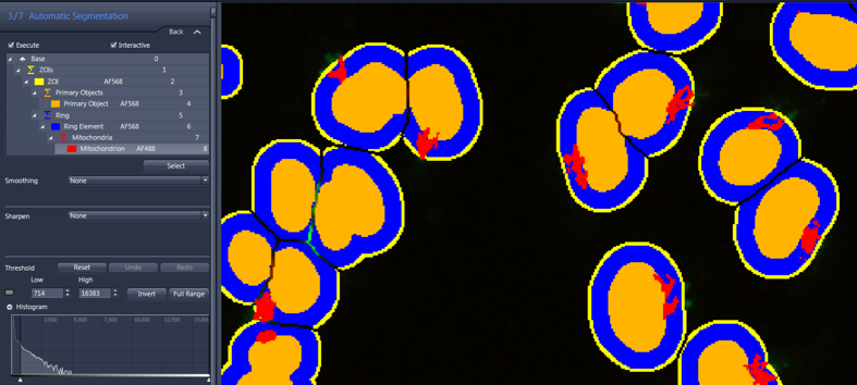 Segmented round cells with blue rings, orange centers and red regions labeled Mitochondrion.