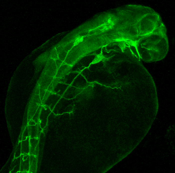 Green fluorescence channel image of a curved tubular network over a large rounded structure on black background