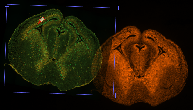 Rotated green fluorescent brain slice in a blue transform box overlapping an orange fluorescent brain slice on black background