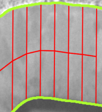 Grayscale sample with green outline, red vertical chords and a curved red midline overlay