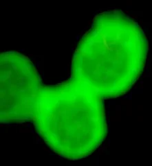 Three connected blurred green circular cells on black background