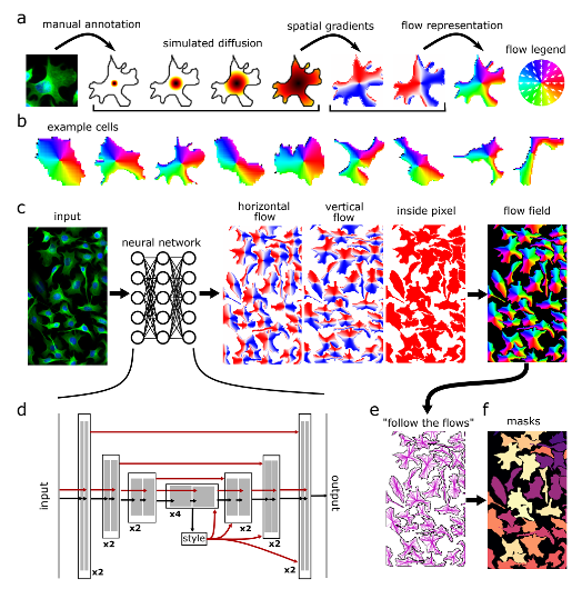 Schematic panels of annotation, diffusion, gradient and flow representations, example cells, network, flow field and masks