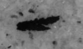 Dark metallic particle on gray background shown in Pol-90 channel