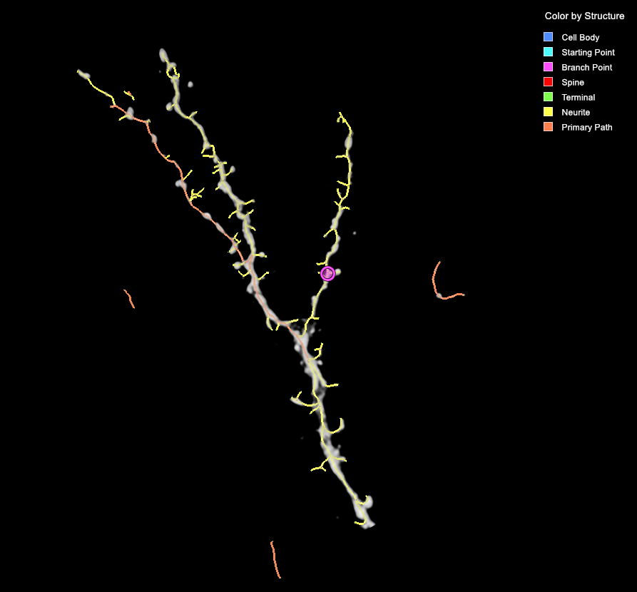 Gray Y-shaped trace with yellow Neurite markers, magenta Branch Point, orange Primary Path, legend Color by Structure