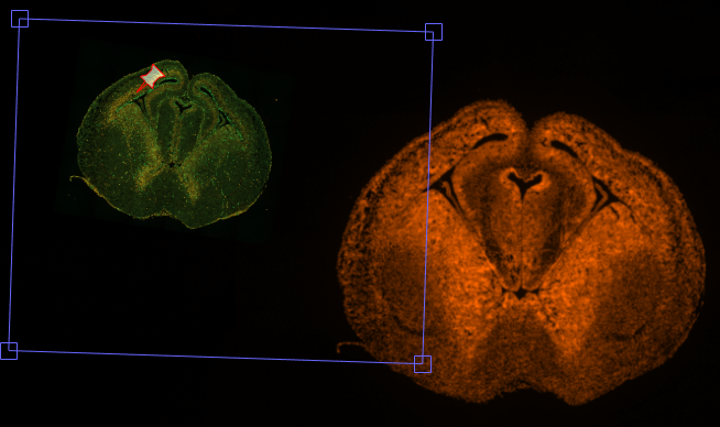 Orange fluorescent brain slice at right with a smaller rotated green slice in a blue selection box and a red pin