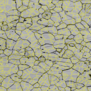 Grayscale micrograph of grains with yellow boundary overlays
