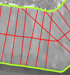 Grayscale sample with green layer boundary overlay and red measurement chords across the region