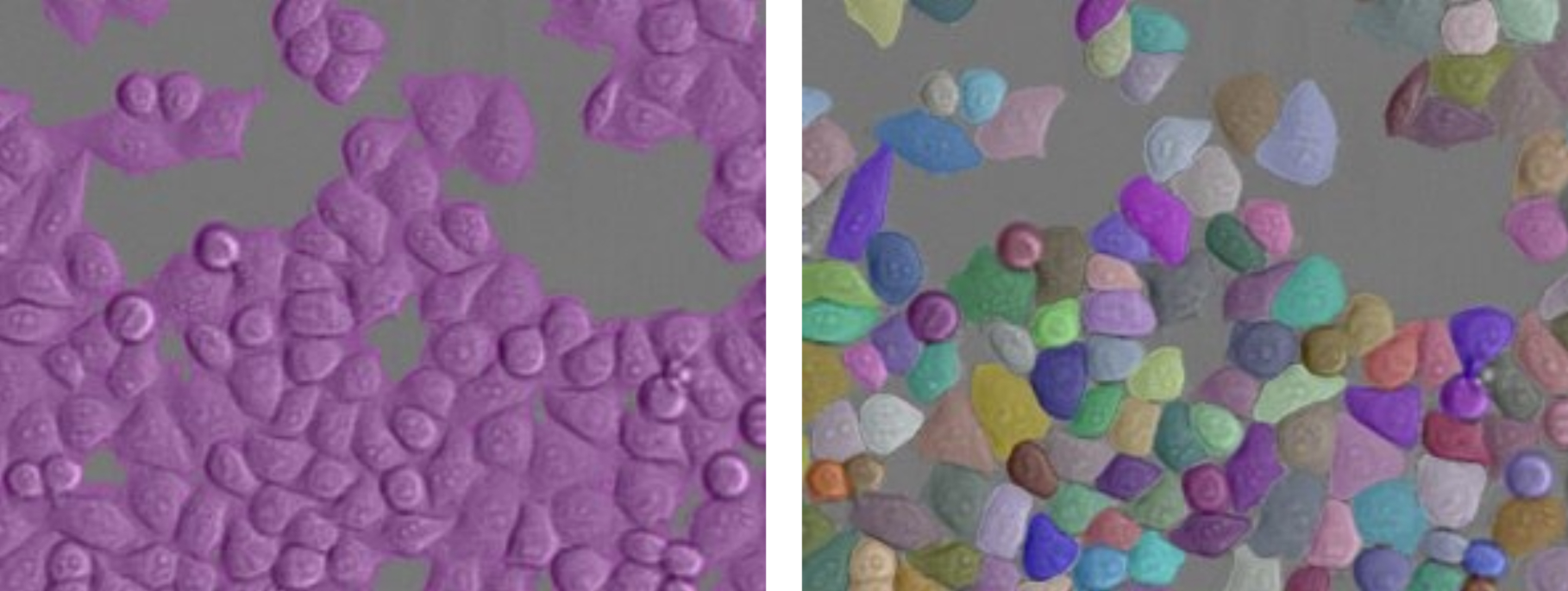 Side-by-side microscopy: left purple semantic segmentation on gray background; right instance segmentation with many colored segmented instances