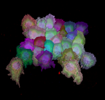 Result in the 4D Viewer
