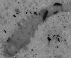 Example: non-metallic particle is displayed in Pol 90