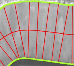 Grayscale sample with green layer edge outlines and red vertical measurement chords