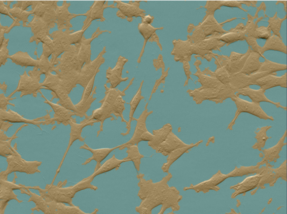 Gold-toned cell shapes on a teal background showing textured microscopy surface