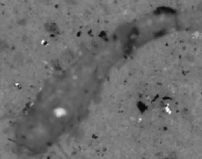 Elongated metallic particle with scattered bright spots on filter membrane in Pol-135 channel