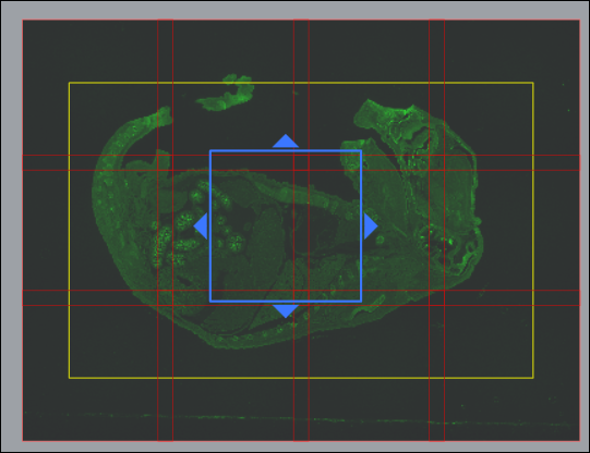 Blue square with four blue diamond arrows inside yellow rectangle and red grid over green tissue